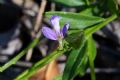 Polygala vulgaris